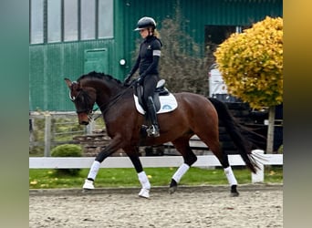 Hannoveraner, Wallach, 7 Jahre, 167 cm, Dunkelbrauner