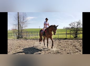 Hannoveraner, Wallach, 7 Jahre, 167 cm, Dunkelfuchs