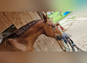 Hannoveraner, Wallach, 7 Jahre, 167 cm, Dunkelfuchs