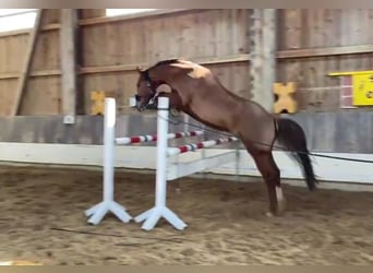 Hannoveraner, Wallach, 7 Jahre, 167 cm, Dunkelfuchs