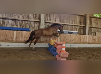Hannoveraner, Wallach, 7 Jahre, 167 cm, Dunkelfuchs