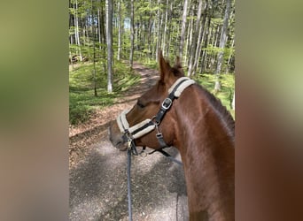 Hannoveraner, Wallach, 7 Jahre, 167 cm, Dunkelfuchs