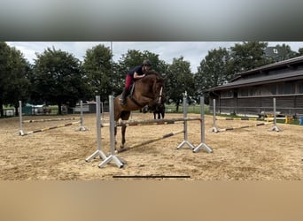 Hannoveraner, Wallach, 7 Jahre, 167 cm, Dunkelfuchs