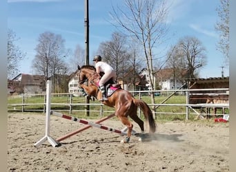 Hannoveraner, Wallach, 7 Jahre, 167 cm, Dunkelfuchs