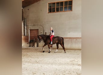 Hannoveraner, Wallach, 7 Jahre, 167 cm, Dunkelfuchs