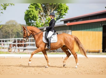 Hannoveraner, Wallach, 7 Jahre, 167 cm, Fuchs