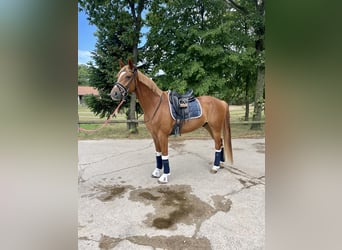 Hannoveraner, Wallach, 7 Jahre, 167 cm, Fuchs