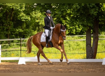 Hannoveraner, Wallach, 7 Jahre, 167 cm, Fuchs