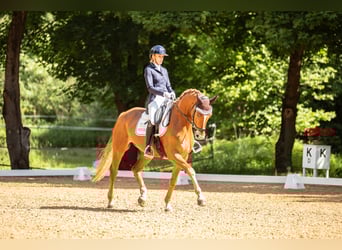 Hannoveraner, Wallach, 7 Jahre, 167 cm, Fuchs