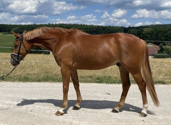 Hannoveraner, Wallach, 7 Jahre, 167 cm, Fuchs