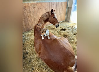 Hannoveraner, Wallach, 7 Jahre, 167 cm, Fuchs