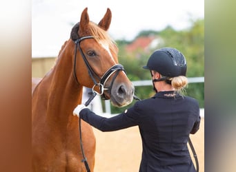 Hannoveraner, Wallach, 7 Jahre, 167 cm, Fuchs