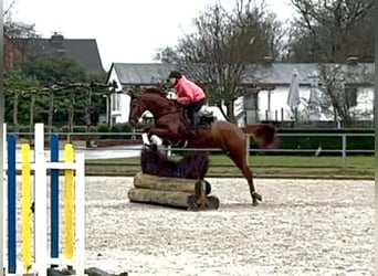 Hannoveraner, Wallach, 7 Jahre, 167 cm, Fuchs