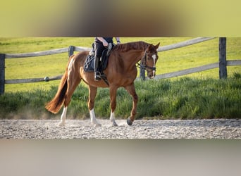 Hannoveraner, Wallach, 7 Jahre, 167 cm, Fuchs