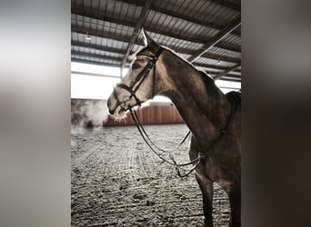 Hannoveraner, Wallach, 7 Jahre, 167 cm, Schimmel