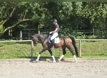 Hannoveraner, Wallach, 7 Jahre, 168 cm, Brauner