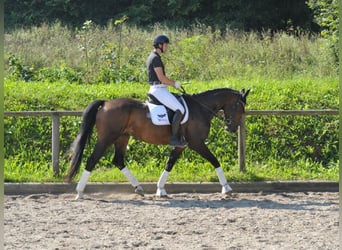 Hannoveraner, Wallach, 7 Jahre, 168 cm, Brauner