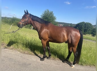 Hannoveraner, Wallach, 7 Jahre, 168 cm, Brauner
