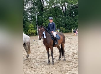 Hannoveraner, Wallach, 7 Jahre, 168 cm, Brauner