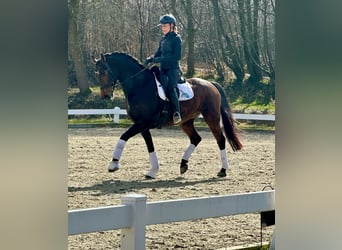 Hannoveraner, Wallach, 7 Jahre, 168 cm, Dunkelbrauner