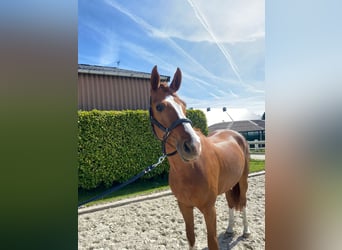 Hannoveraner, Wallach, 7 Jahre, 168 cm, Dunkelfuchs