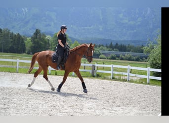 Hannoveraner, Wallach, 7 Jahre, 168 cm, Fuchs