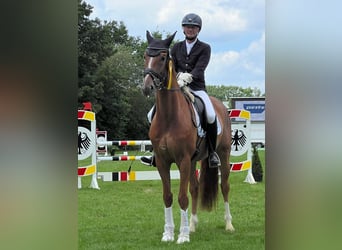 Hannoveraner, Wallach, 7 Jahre, 168 cm, Fuchs