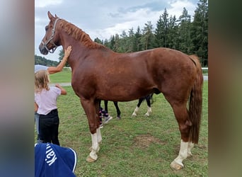Hannoveraner, Wallach, 7 Jahre, 168 cm, Fuchs