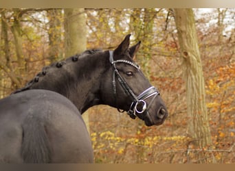 Hannoveraner, Wallach, 7 Jahre, 168 cm, Rappe