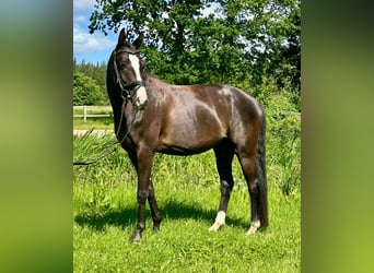 Hannoveraner, Wallach, 7 Jahre, 168 cm, Rappe