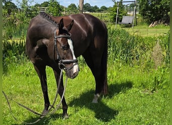 Hannoveraner, Wallach, 7 Jahre, 168 cm, Rappe