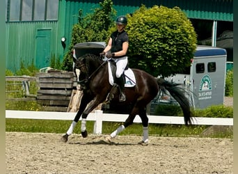 Hannoveraner, Wallach, 7 Jahre, 168 cm, Rappe