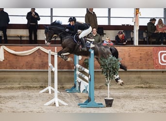 Hannoveraner, Wallach, 7 Jahre, 168 cm