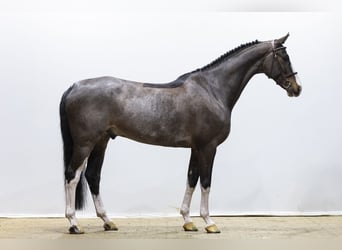 Hannoveraner, Wallach, 7 Jahre, 168 cm