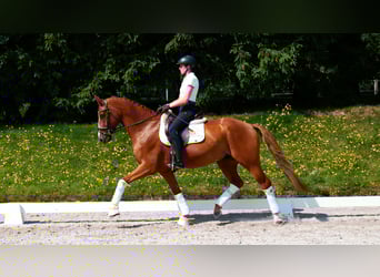 Hannoveraner, Wallach, 7 Jahre, 169 cm, Fuchs