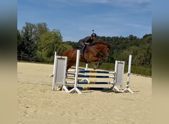 Hannoveraner, Wallach, 7 Jahre, 169 cm, Fuchs