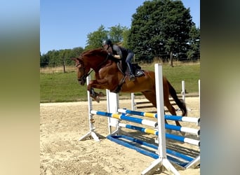 Hannoveraner, Wallach, 7 Jahre, 169 cm, Fuchs