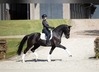 Hannoveraner, Wallach, 7 Jahre, 169 cm, Rappe