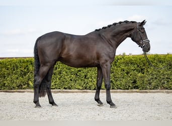 Hannoveraner, Wallach, 7 Jahre, 169 cm, Rappe