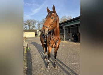 Hannoveraner, Wallach, 7 Jahre, 170 cm, Brauner