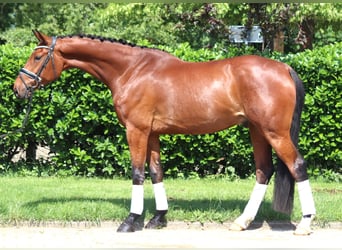 Hannoveraner, Wallach, 7 Jahre, 170 cm, Brauner