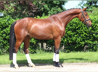 Hannoveraner, Wallach, 7 Jahre, 170 cm, Brauner