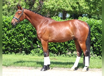 Hannoveraner, Wallach, 7 Jahre, 170 cm, Brauner