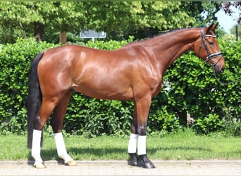 Hannoveraner, Wallach, 7 Jahre, 170 cm, Brauner
