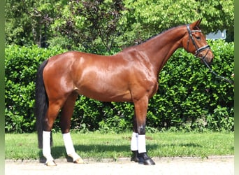 Hannoveraner, Wallach, 7 Jahre, 170 cm, Brauner
