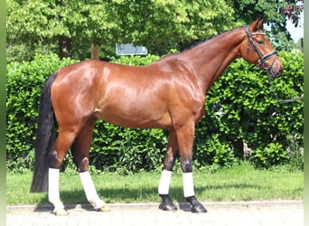 Hannoveraner, Wallach, 7 Jahre, 170 cm, Brauner