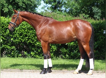 Hannoveraner, Wallach, 7 Jahre, 170 cm, Brauner