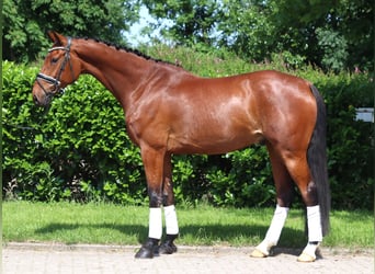 Hannoveraner, Wallach, 7 Jahre, 170 cm, Brauner