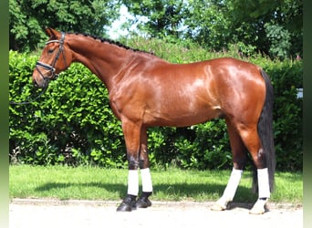 Hannoveraner, Wallach, 7 Jahre, 170 cm, Brauner