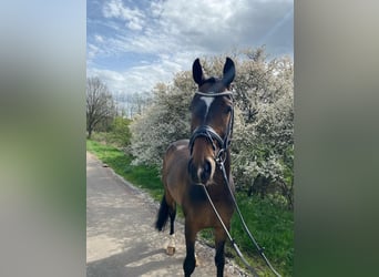 Hannoveraner, Wallach, 7 Jahre, 170 cm, Dunkelbrauner